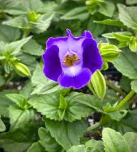 Torenia Wishbone Flower seeds for Planting Vibrant Colors Heirloom & GMO Free Seeds for Home Garden