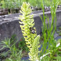 Light Green Astragalus Flower seeds for Planting - Colorful Display, Heirloom & GMO Free Seeds for Home Garden