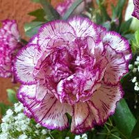 White Violet Carnation Flower seeds for Planting Compact Growth Heirloom & GMO Free Seeds for Home Garden