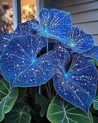 Sky Blue Caladium Flower seeds for Planting - Low Maintenance, Heirloom & GMO Free Seeds for Home Garden