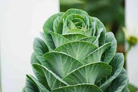 Collard Greens Seeds for Planting