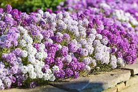Alyssum Lobularia Flower seeds for Planting - Low Maintenance, Heirloom & GMO Free Seeds for Home Garden
