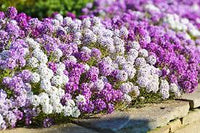 Alyssum Lobularia Flower seeds for Planting - Low Maintenance, Heirloom & GMO Free Seeds for Home Garden