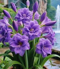 Purple Amaryllis Flower seeds for Planting Fragrant Blossoms Heirloom & GMO Free Seeds for Home Garden