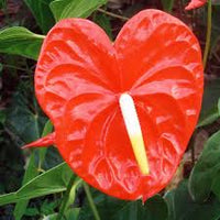 Anthurium Flower seeds for Planting Compact Growth Heirloom & GMO Free Seeds for Home Garden