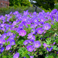 Navy Blue Geranium Flower Seeds for Planting Long Bloom Season Heirloom & GMO Free Seeds for Home Garden
 
 Sale