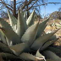 Agave Havardiana Succulent Flower seeds for Planting - Fragrant Blossoms, Heirloom & GMO Free Seeds for Home Garden