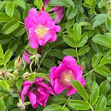 Rosa Rugosa Flower seeds for Planting - Low Maintenance, Heirloom & GMO Free Seeds for Home Garden
