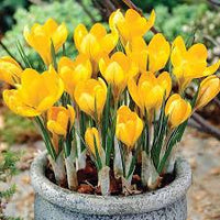 Light Yellow Crocus Flower Seeds for Planting Colorful Display Heirloom & GMO Free Seeds for Home Garden
 
 Sale