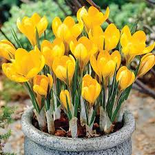 Light Yellow Crocus Flower Seeds for Planting Colorful Display Heirloom & GMO Free Seeds for Home Garden
 
 Sale