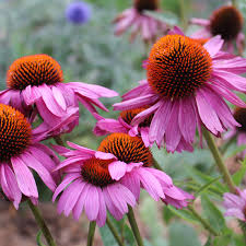 Heirloom ConeFlower seeds for Planting Long Bloom Season Heirloom & GMO Free Seeds for Home Garden