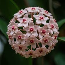 Light Violet Hoya Carnosa Flower Seeds for Planting Bright Blooms Heirloom & GMO Free Seeds for Home Garden
 
 Sale
