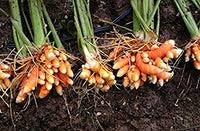 Brown Turmeric Seeds for Planting