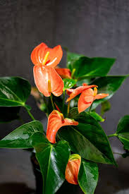 Anthurium Orange Blue Flower seeds for Planting - Pollinator Friendly, Heirloom & GMO Free Seeds for Home Garden