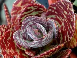 Kalanchoe Humilis Flower seeds for Planting Shade Tolerant Heirloom & GMO Free Seeds for Home Garden 
 
 Sale