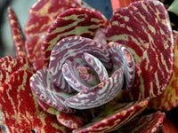 Kalanchoe Humilis Flower seeds for Planting Shade Tolerant Heirloom & GMO Free Seeds for Home Garden 
 
 Sale