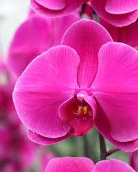 Butterfly Orchids Flower Seeds Pink Planting