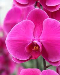 Butterfly Orchids Flower Seeds Pink Planting