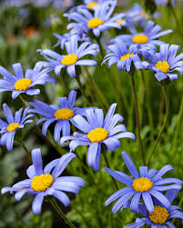Blue Felicia Amelloides Flower seeds for Planting - Sun Loving, Heirloom & GMO Free Seeds for Home Garden