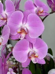 Violet Butterfly Orchid Flower seeds for Planting - Low Maintenance, Heirloom & GMO Free Seeds for Home Garden