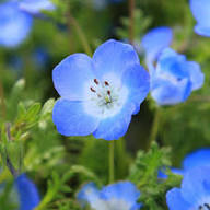 Light Blue Nezabudka Flower Seeds for Planting Bright Blooms Heirloom & GMO Free Seeds for Home Garden
 
 Sale