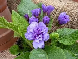 Violet Primrose Seeds for Planting: Brighten Your Landscape