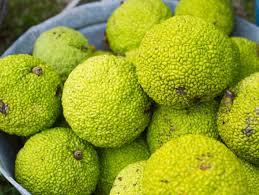 Osage Fruit Seeds for Planting  Hardy & Drought-Resistant Tree Seeds
