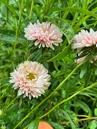 Light Pink China Aster Flower Seeds for Planting Long Bloom Season Heirloom & GMO Free Seeds for Home Garden
 
 Sale
