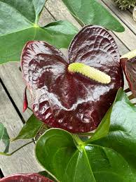 Burgundy Anthurium Flower Seeds for Planting Cottage Garden Essential Heirloom & GMO Free Seeds for Home Garden
 
 Sale