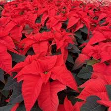 Poinsettia Flower seeds for Planting - Bright Blooms, Heirloom & GMO Free Seeds for Home Garden