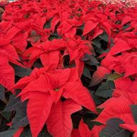 Poinsettia Flower seeds for Planting - Bright Blooms, Heirloom & GMO Free Seeds for Home Garden