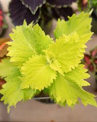 Light Green Dragon Coleus Seeds for Planting – Cottage Garden Essential Heirloom & NonGMO Seeds for Home Garden
 
 Sale