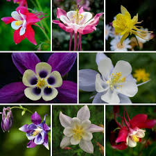 Mixed Colour Aquilegia Flower Seeds for Planting Bright Blooms Heirloom & GMO Free Seeds for Home Garden
 
 Sale