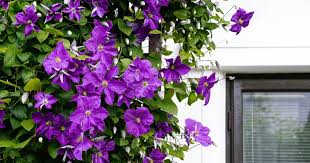Perennial Vine Climbing Purple Flower Seeds for Vibrant Garden Planting