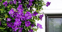 Perennial Vine Climbing Purple Flower Seeds for Vibrant Garden Planting