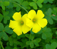 Yellow Bermuda Buttercup Flower seeds for Planting - Hardy Variety, Heirloom & GMO Free Seeds for Home Garden
