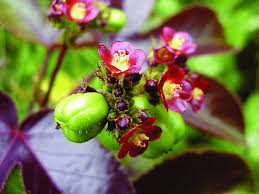 Red Bellyache Bush Flower seeds for Planting Perfect for Borders Heirloom & GMO Free Seeds for Home Garden
 
 Sale