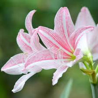 Pink Amaryllis Barbados Seeds for Planting Fragrant Blossoms Heirloom & GMO Free Seeds for Home Garden
 
 Sale