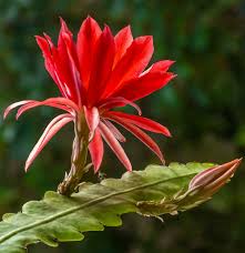 Red Epiphyllum Oxypetalum Flower Seeds Flower seeds for Planting Vibrant Colors Heirloom & GMO Free Seeds for Home Garden