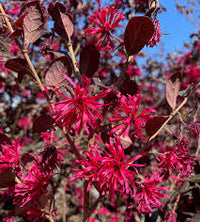 Red Loropetalum Flower seeds for Planting - Vibrant Colors, Heirloom & GMO Free Seeds for Home Garden