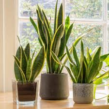Blue Sansevieria Garden Plant Seeds for Planting – Germination