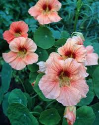 Pale Pink Nasturtium Flower Seeds for Planting Shade Tolerant Heirloom & GMO Free Seeds for Home Garden
 
 Sale