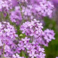 Hesperis Flower seeds for Planting Colorful Display Heirloom & GMO Free Seeds for Home Garden