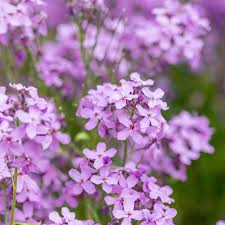 Hesperis Flower seeds for Planting Colorful Display Heirloom & GMO Free Seeds for Home Garden