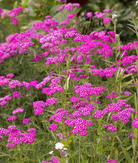 Pink Achillea Yarrow Flower seeds for Planting - Premium Quality, Heirloom & GMO Free Seeds for Home Garden