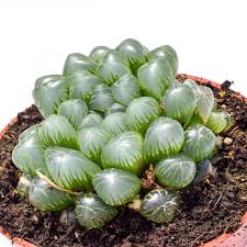 Haworthia Flower seeds for Planting - Premium Quality, Heirloom & GMO Free Seeds for Home Garden