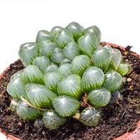 Haworthia Flower seeds for Planting - Premium Quality, Heirloom & GMO Free Seeds for Home Garden