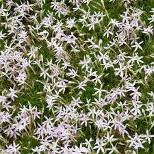 Laurentia Flower seeds for Planting - Fragrant Blossoms, Heirloom & GMO Free Seeds for Home Garden