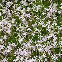 Laurentia Flower seeds for Planting - Fragrant Blossoms, Heirloom & GMO Free Seeds for Home Garden