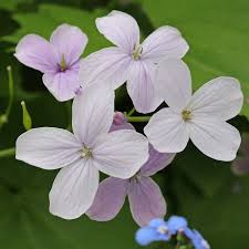 Lunaria Flower seeds for Planting - Sun Loving, Heirloom & GMO Free Seeds for Home Garden